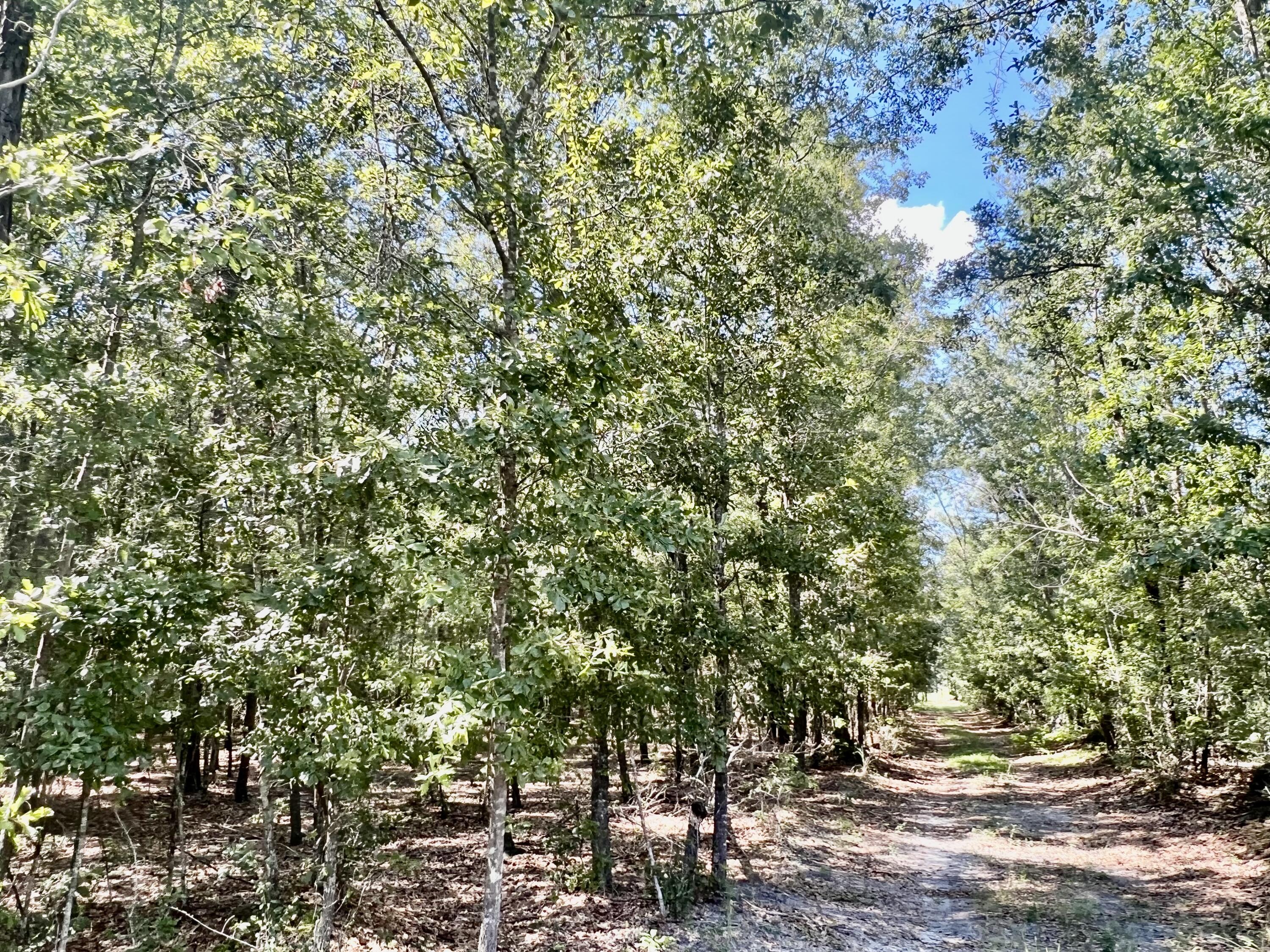 2 Evangelist Early Branch, SC 29916 - Photo 16 of 29 EEB7E5BC-02EA-4EB1-B607-0781B719925C