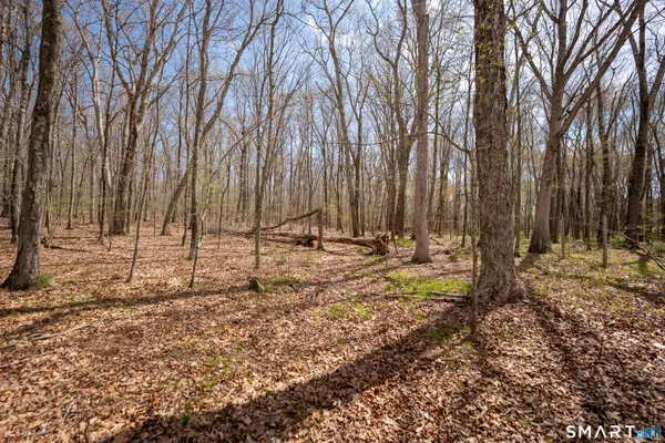 a view of a yard with trees