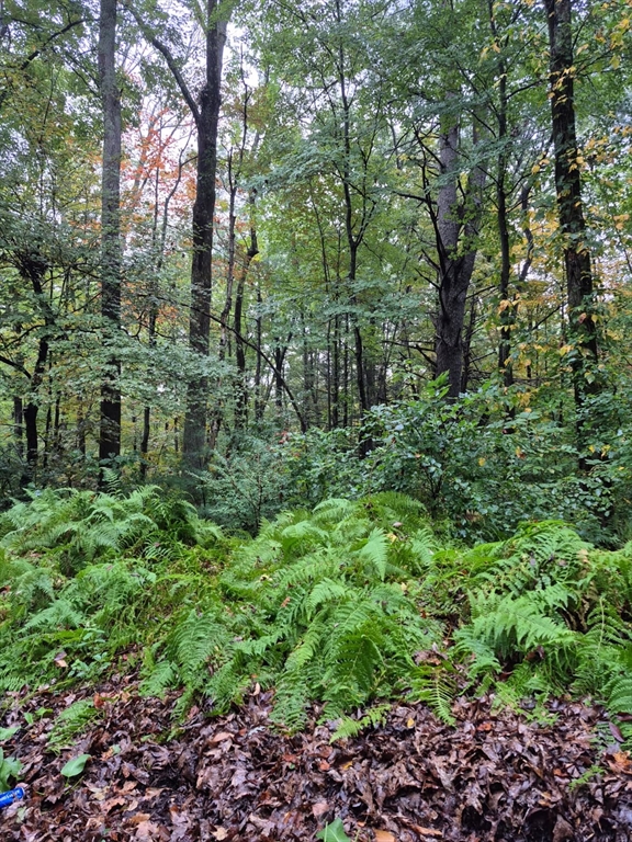 a view of a garden with trees