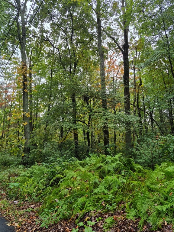 0 Blackmer Road Southbridge, MA 01550 - Photo 2 of 2 a view of a lush green forest