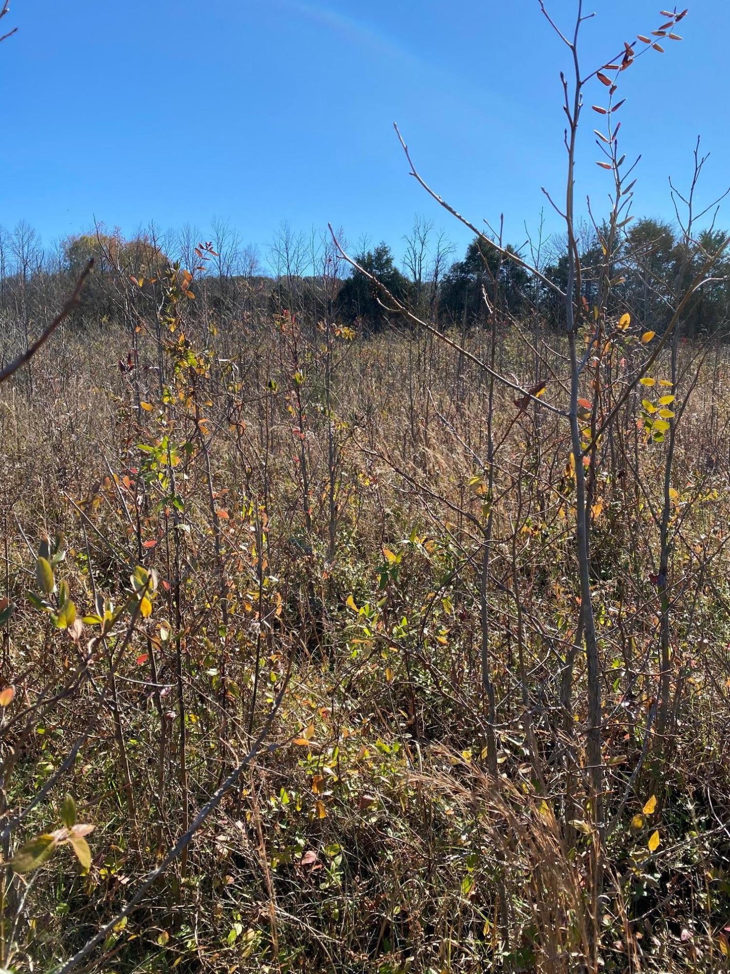 Chambers Road Sweetwater, TN 37874 - Photo 2 of 4 IMG_2915