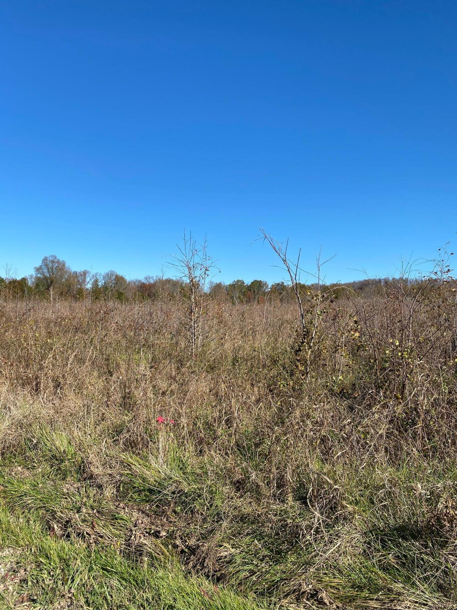 Chambers Road Sweetwater, TN 37874 - Photo 3 of 4 IMG_2916