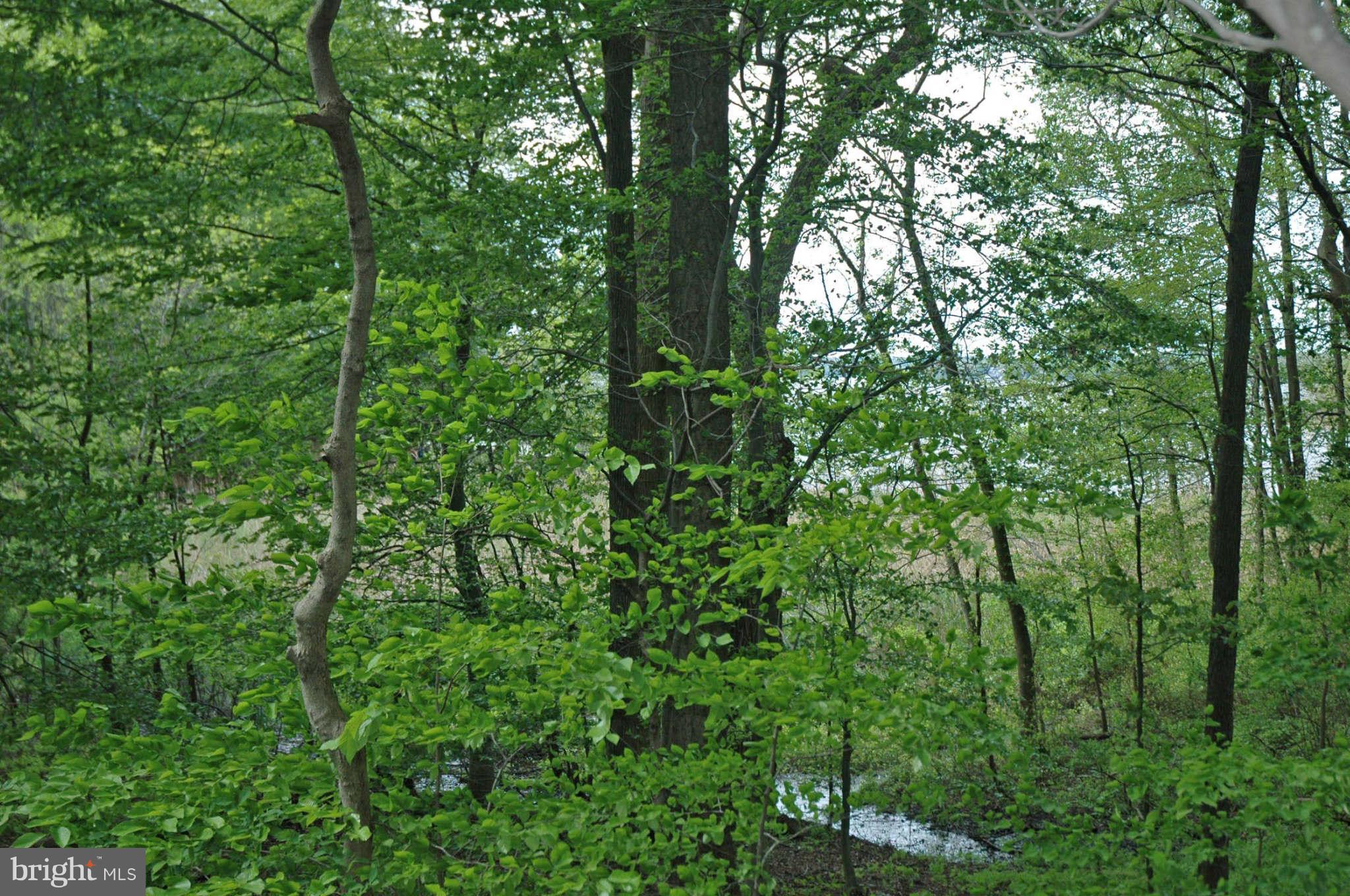 205 Stoney Battery Road Earleville, MD 21919 - Photo 4 of 10 View from the cabin