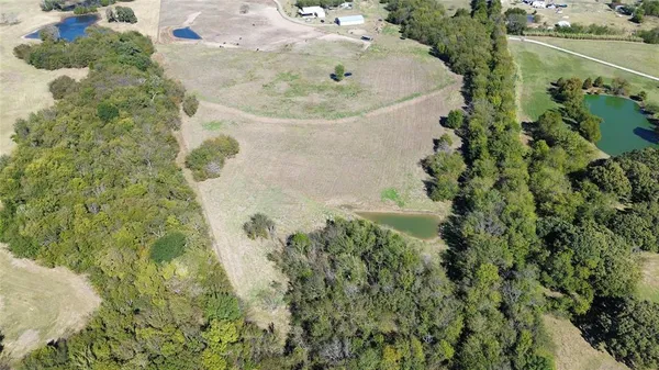 a view of a plant in a garden