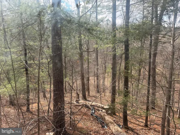 a view of a yard with large trees
