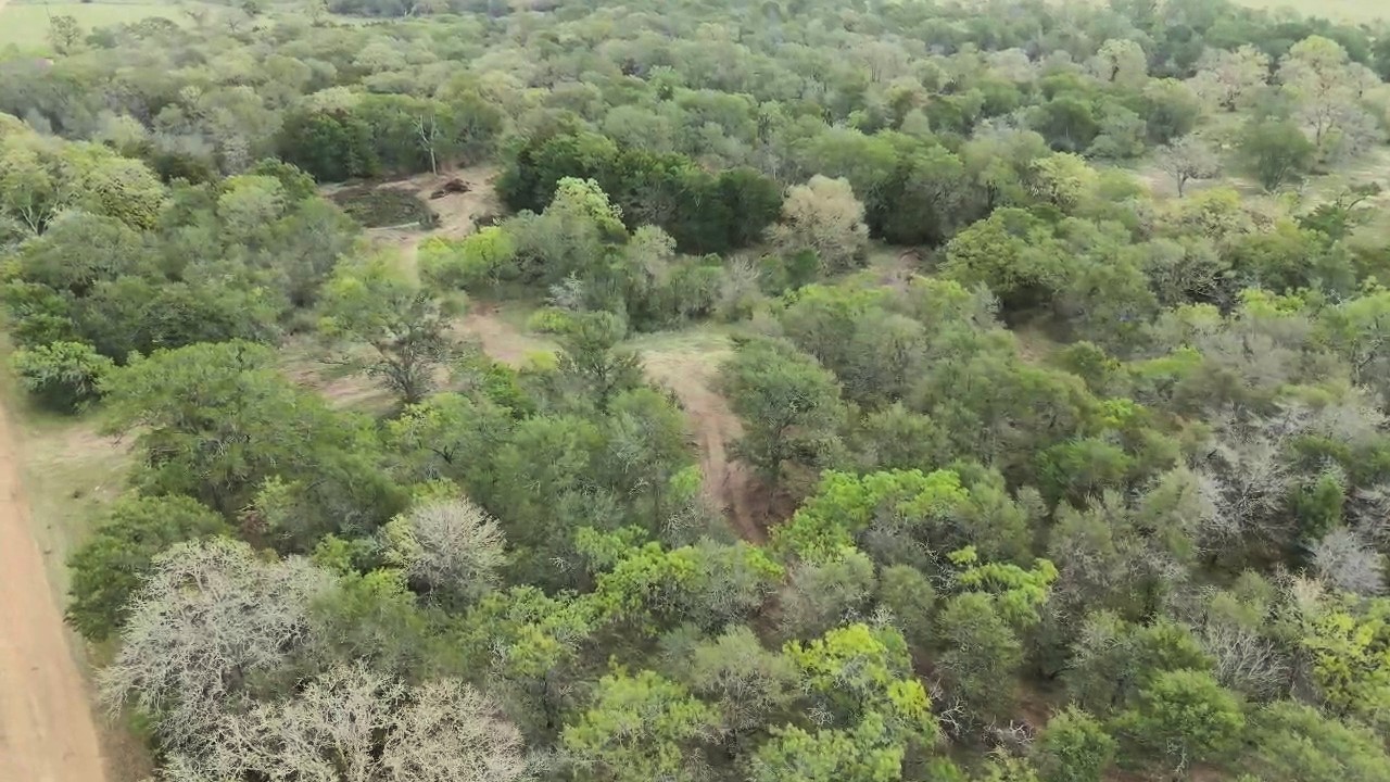 Tbd Lot 2 Tbd Road Paige, TX 78659 - Photo 20 of 25 a view of a forest with lots of trees