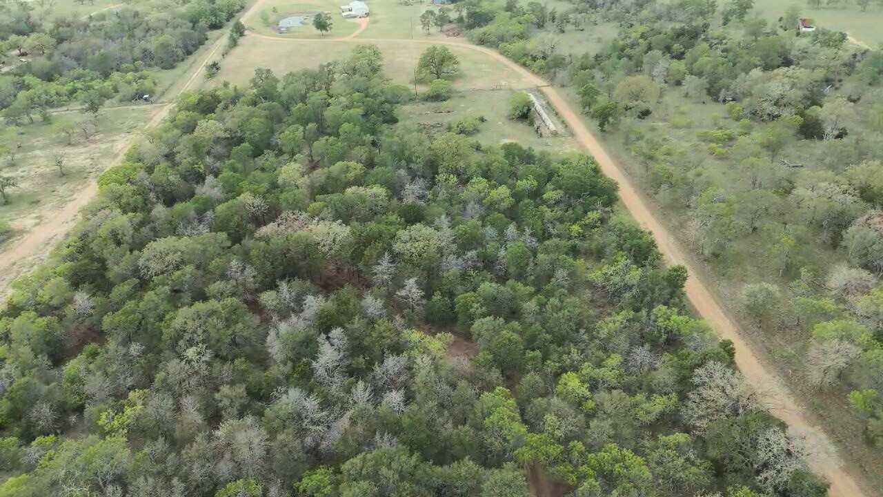 Tbd Lot 2 Tbd Road Paige, TX 78659 - Photo 8 of 25 a view of a forest with a houses