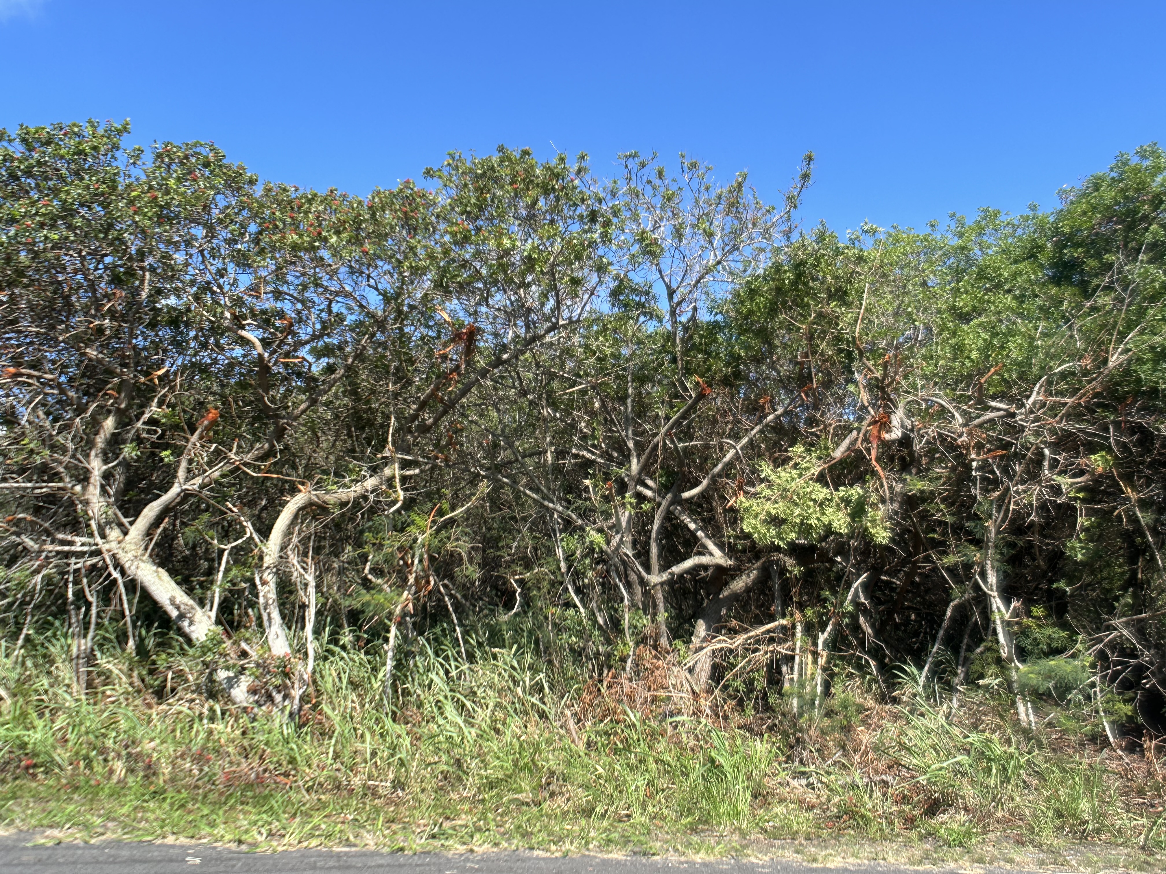 201 Kia Lua Street Naalehu, HI 96772 - Photo 4 of 8 a view of a garden