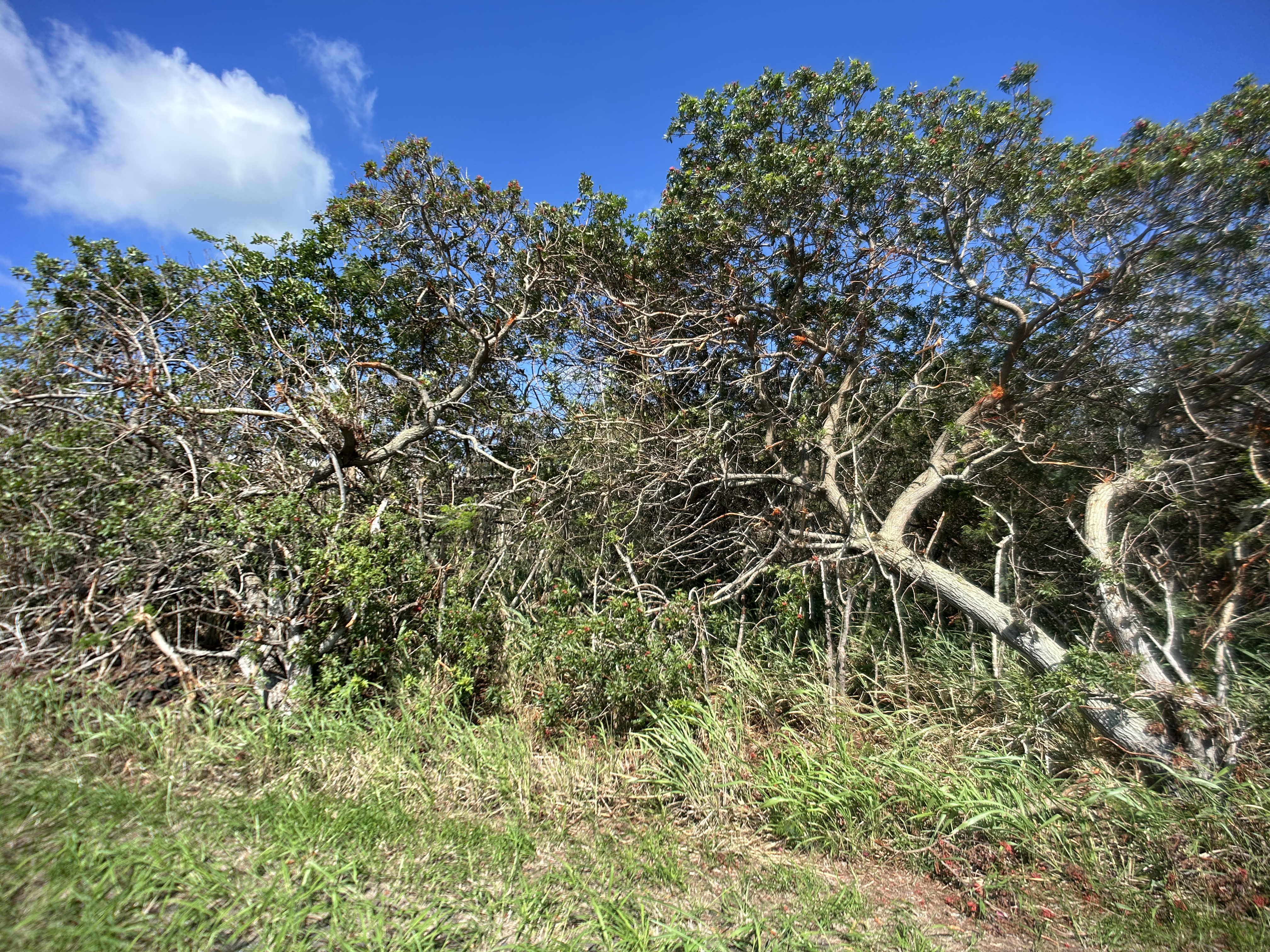 201 Kia Lua Street Naalehu, HI 96772 - Photo 6 of 8 a picture of a tree