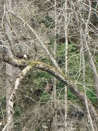 $799,900 | 854 Holston Shores Drive, Rutledge, TN 37861