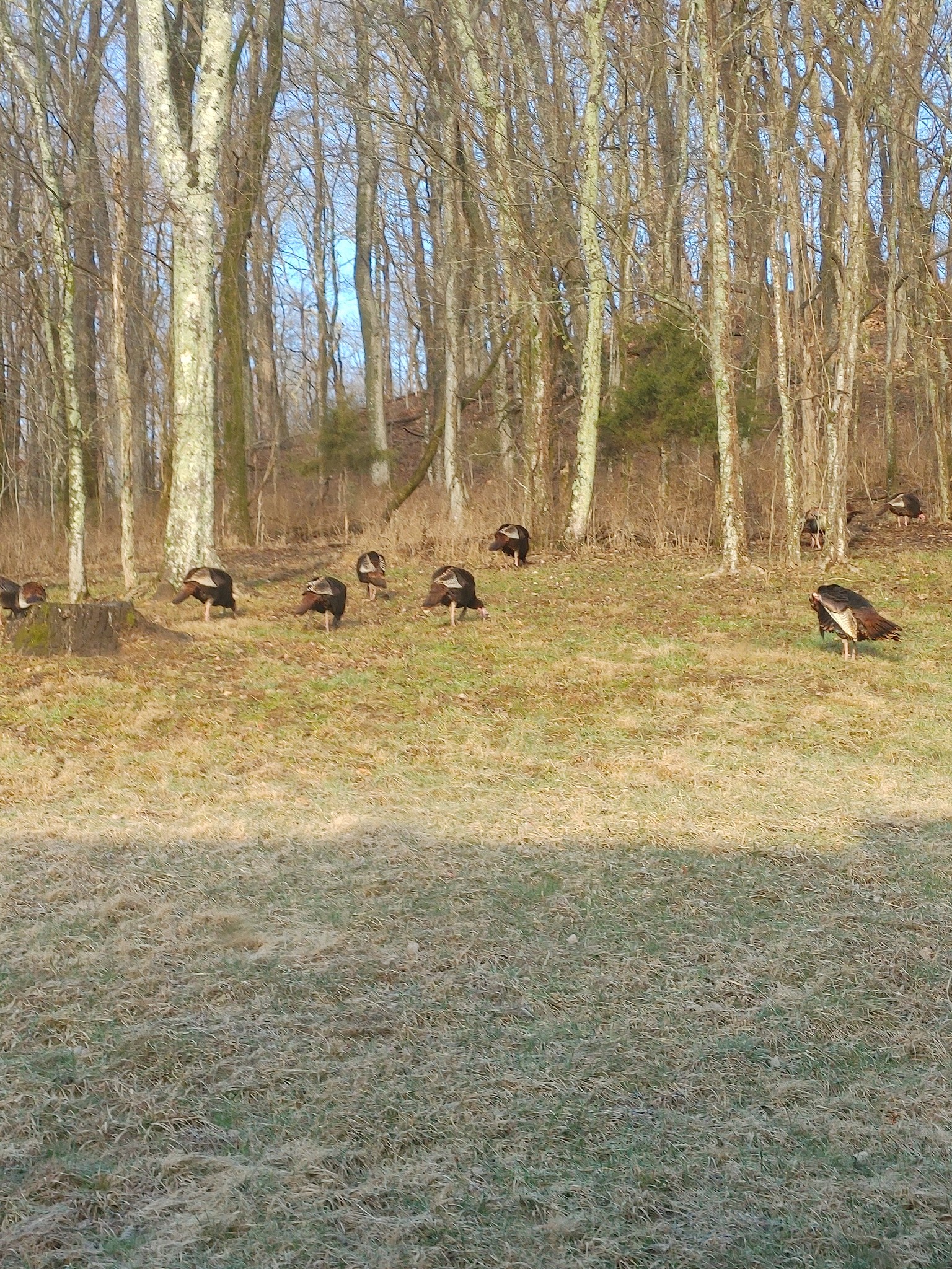 2865 Springplace Road Belfast, TN 37019 - Photo 71 of 75
