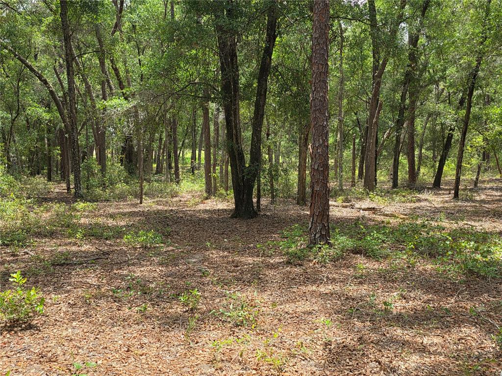Rolling Ares Road West Lady Lake, FL 32159 - Photo 40 of 48 Gallery Image 40