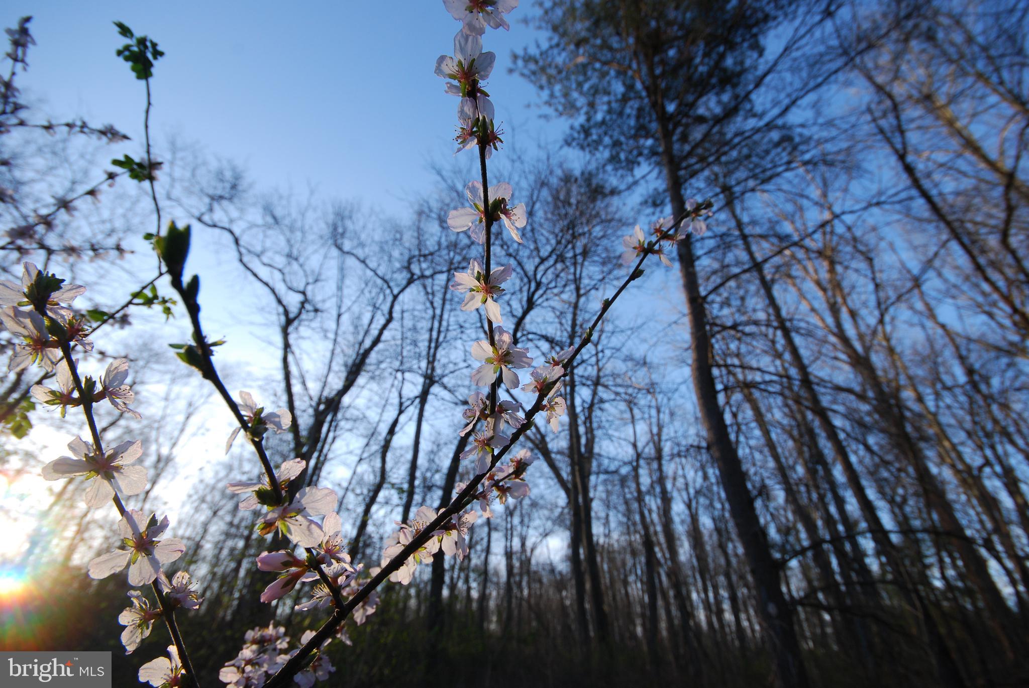 Dominion Road Gerrardstown, WV 25420 - Photo 23 of 61