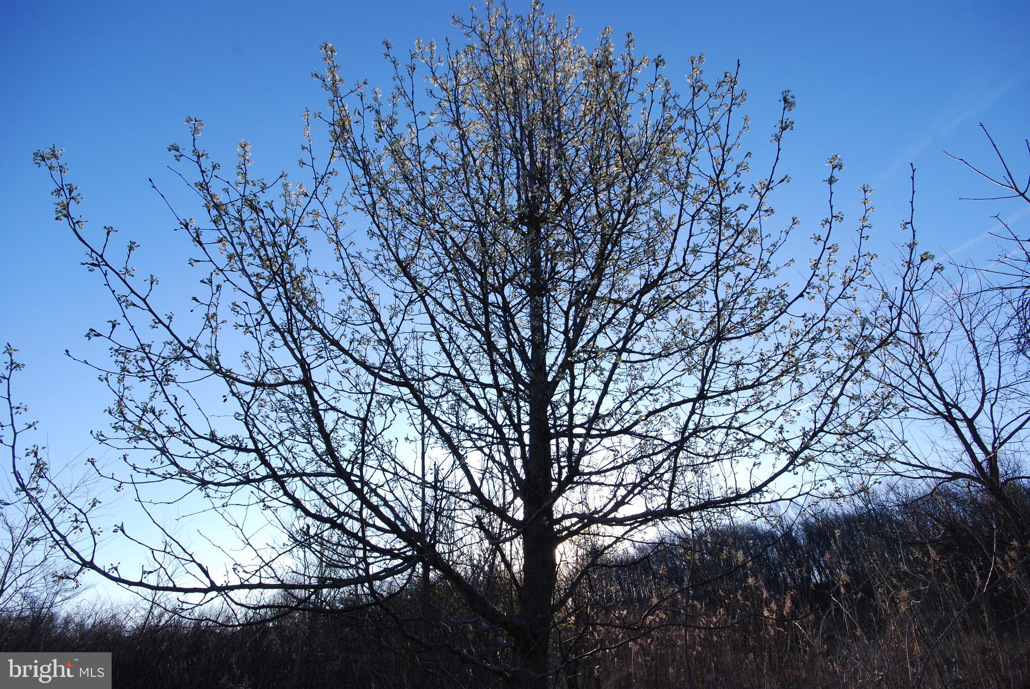 Dominion Road Gerrardstown, WV 25420 - Photo 31 of 61