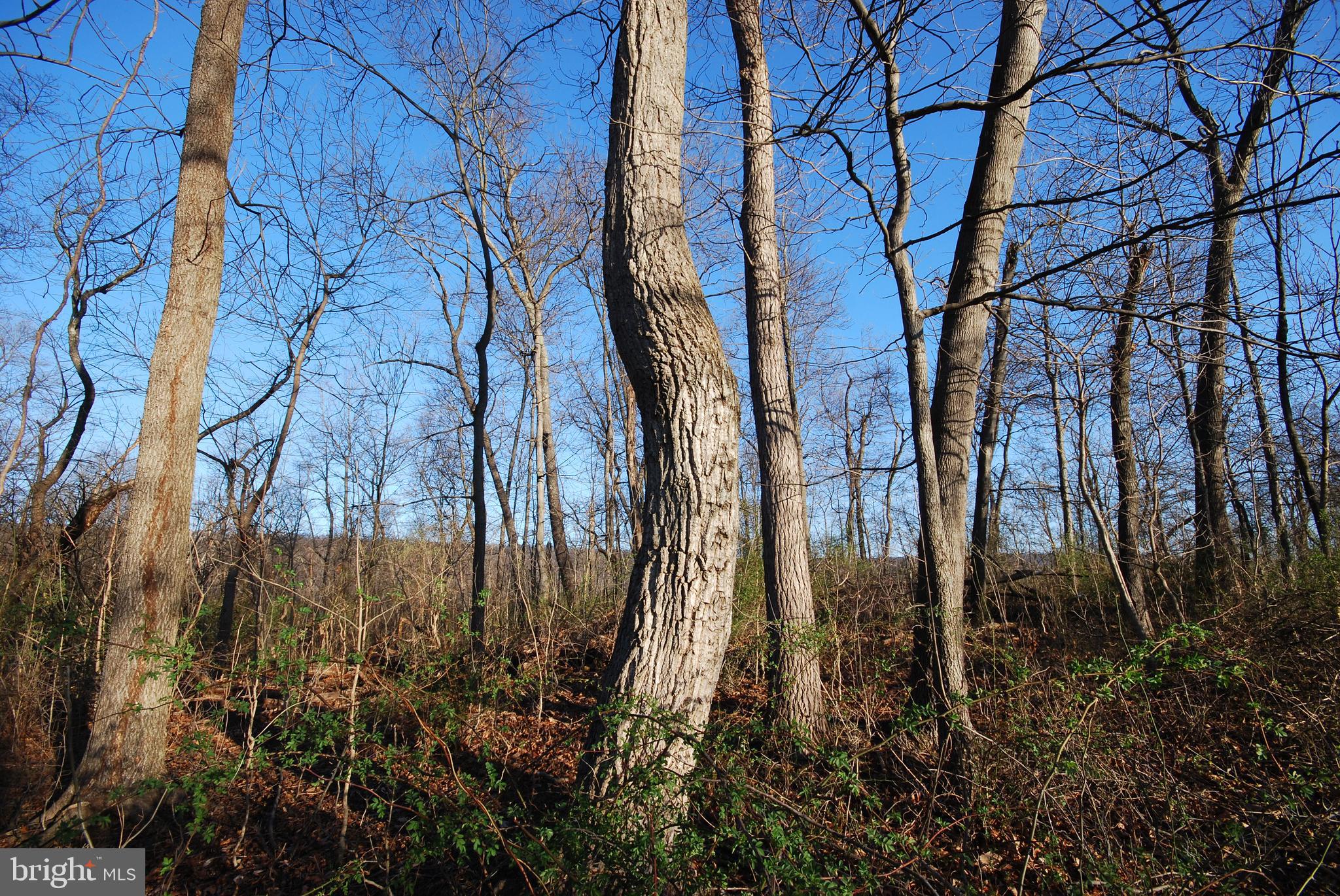 Dominion Road Gerrardstown, WV 25420 - Photo 47 of 61