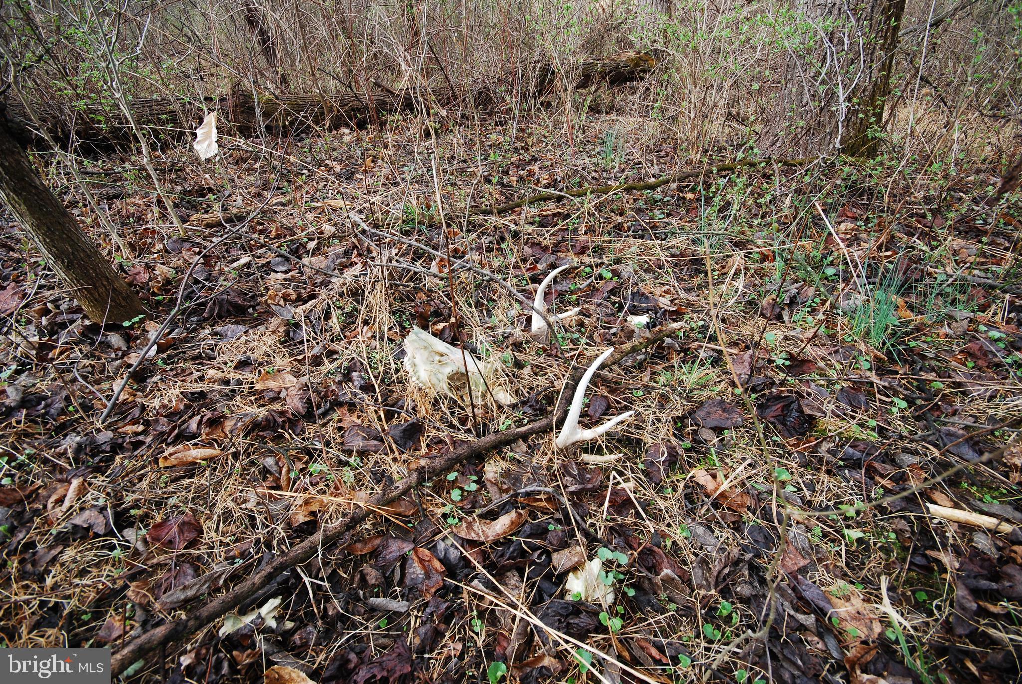 Dominion Road Gerrardstown, WV 25420 - Photo 50 of 61