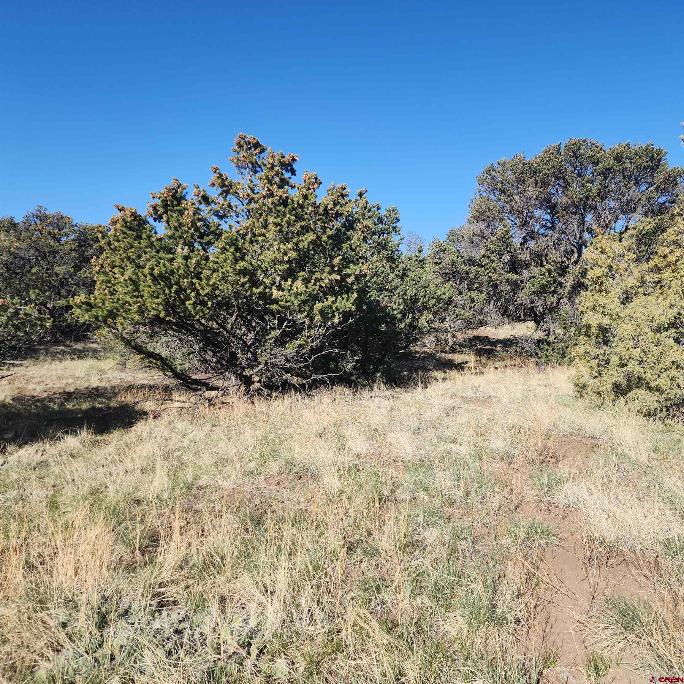 503 Kenosha Road South Fork, CO 81154 - Photo 3 of 8 a view of a yard with a tree