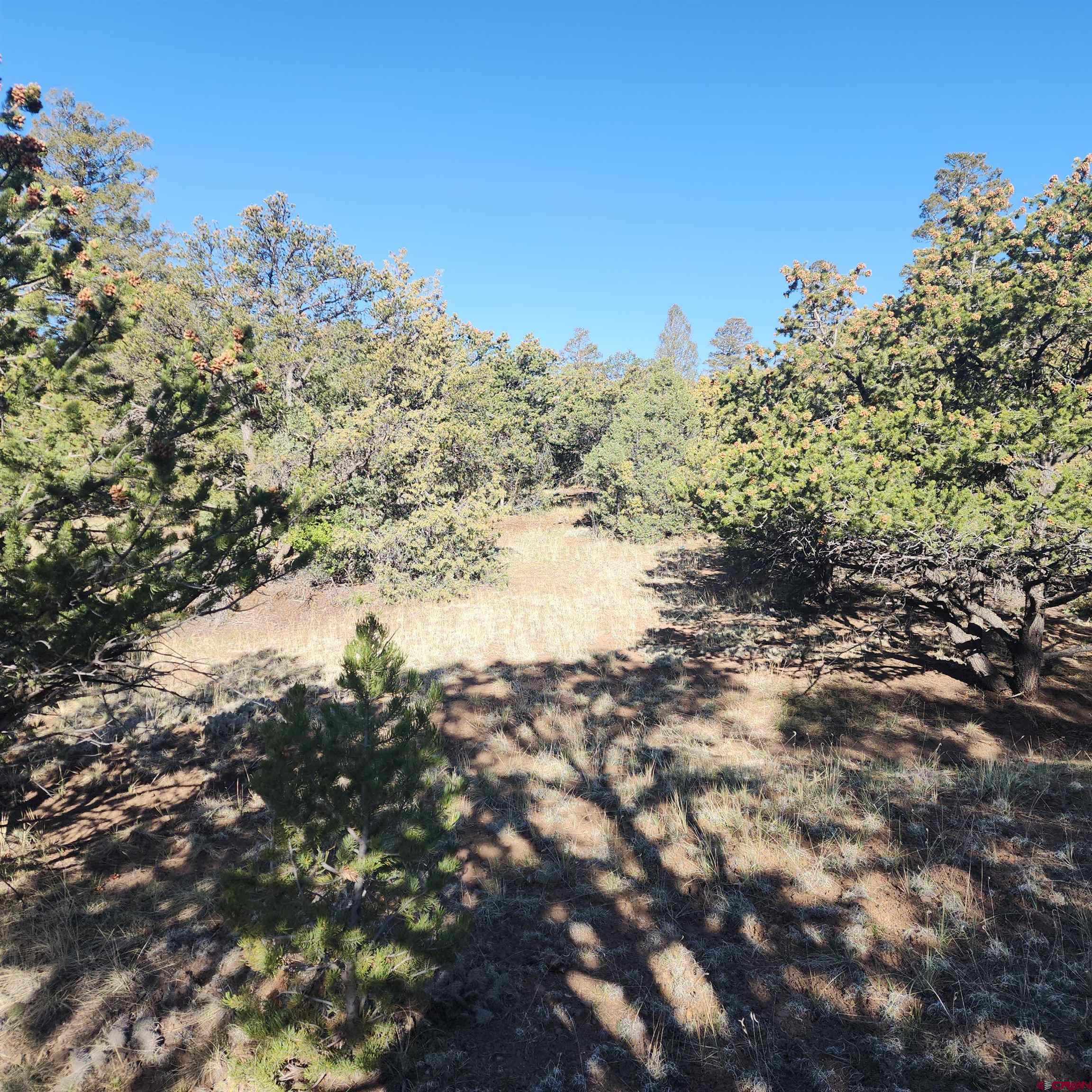 503 Kenosha Road South Fork, CO 81154 - Photo 6 of 8 a view of a yard with a tree