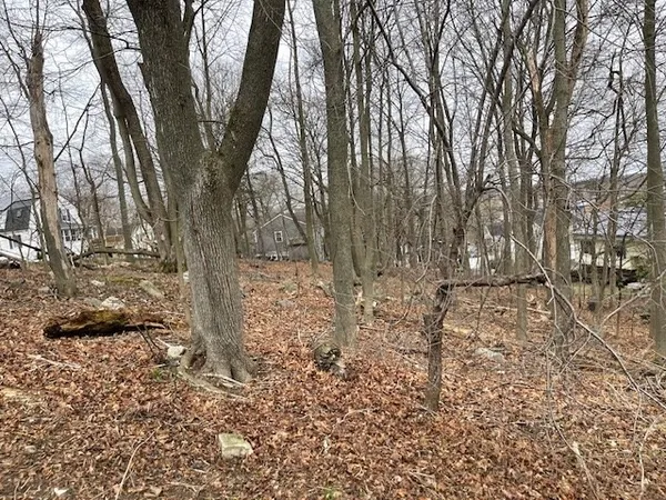 a view of a yard with trees