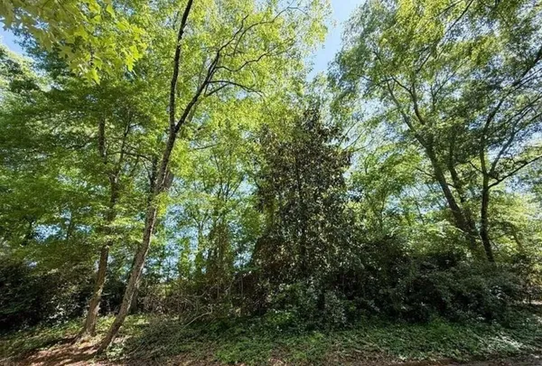 a view of a lush green forest