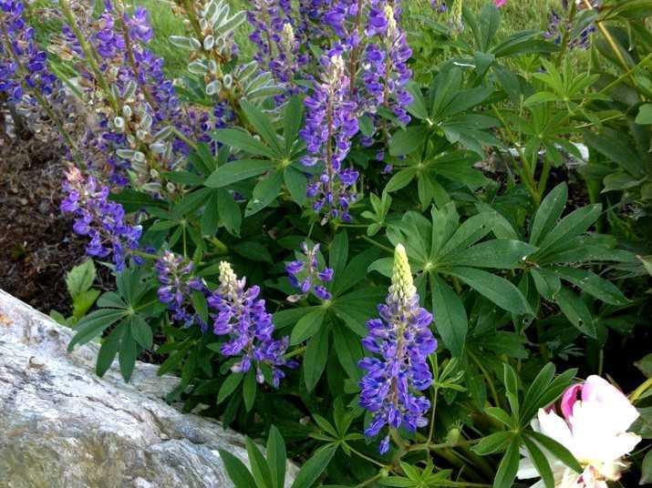 1228 Surry Road Surry, ME 04684 - Photo 20 of 23 Yard/Garden. Lupines!