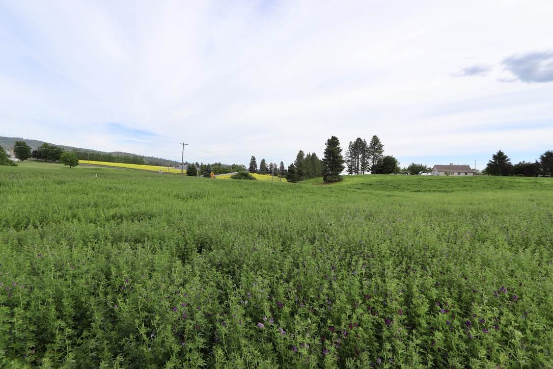 6317 South Waneta Approx Road Spokane, WA 99223 - Photo 13 of 20