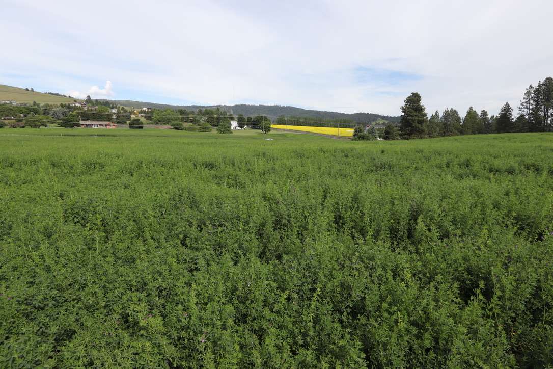 6317 South Waneta Approx Road Spokane, WA 99223 - Photo 18 of 20