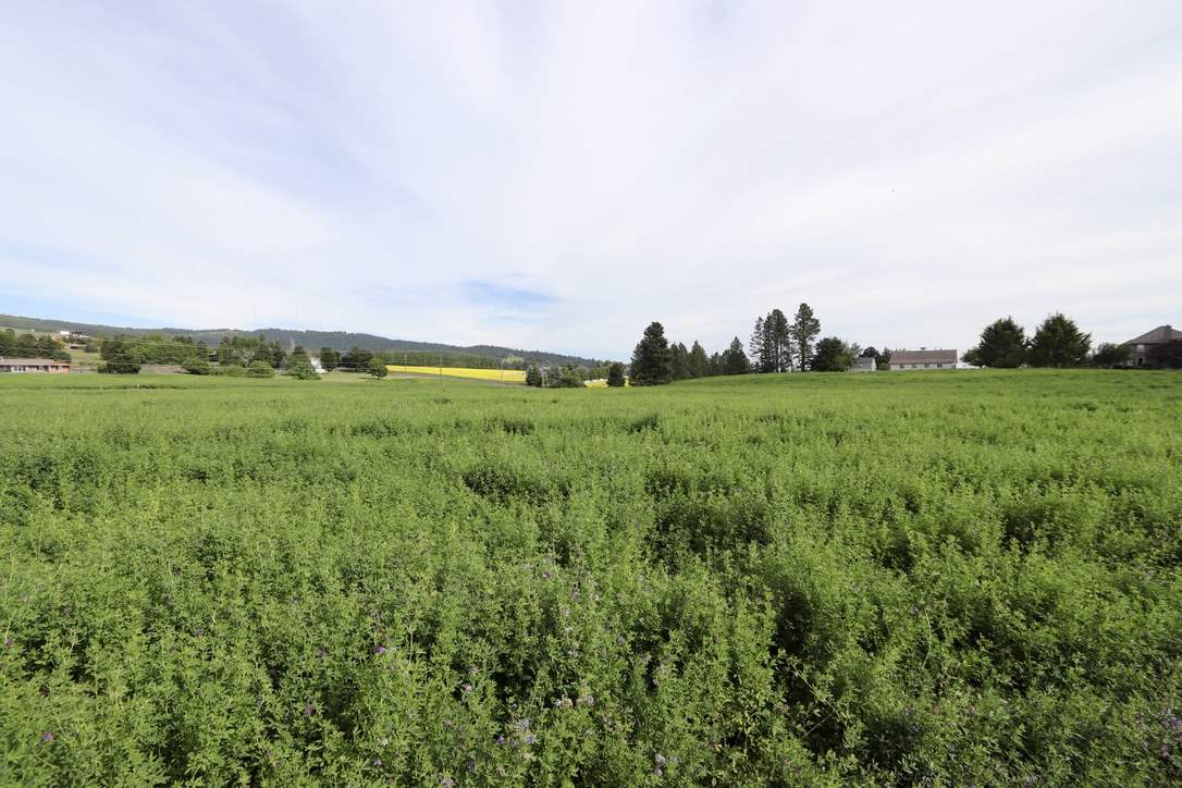 6317 South Waneta Approx Road Spokane, WA 99223 - Photo 8 of 20