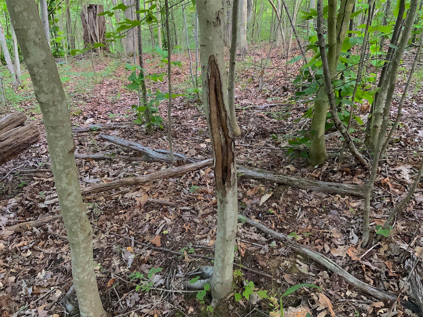 0 Two Mile Run Road Cutler, OH 45724 - Photo 11 of 44 Gallery Image 11