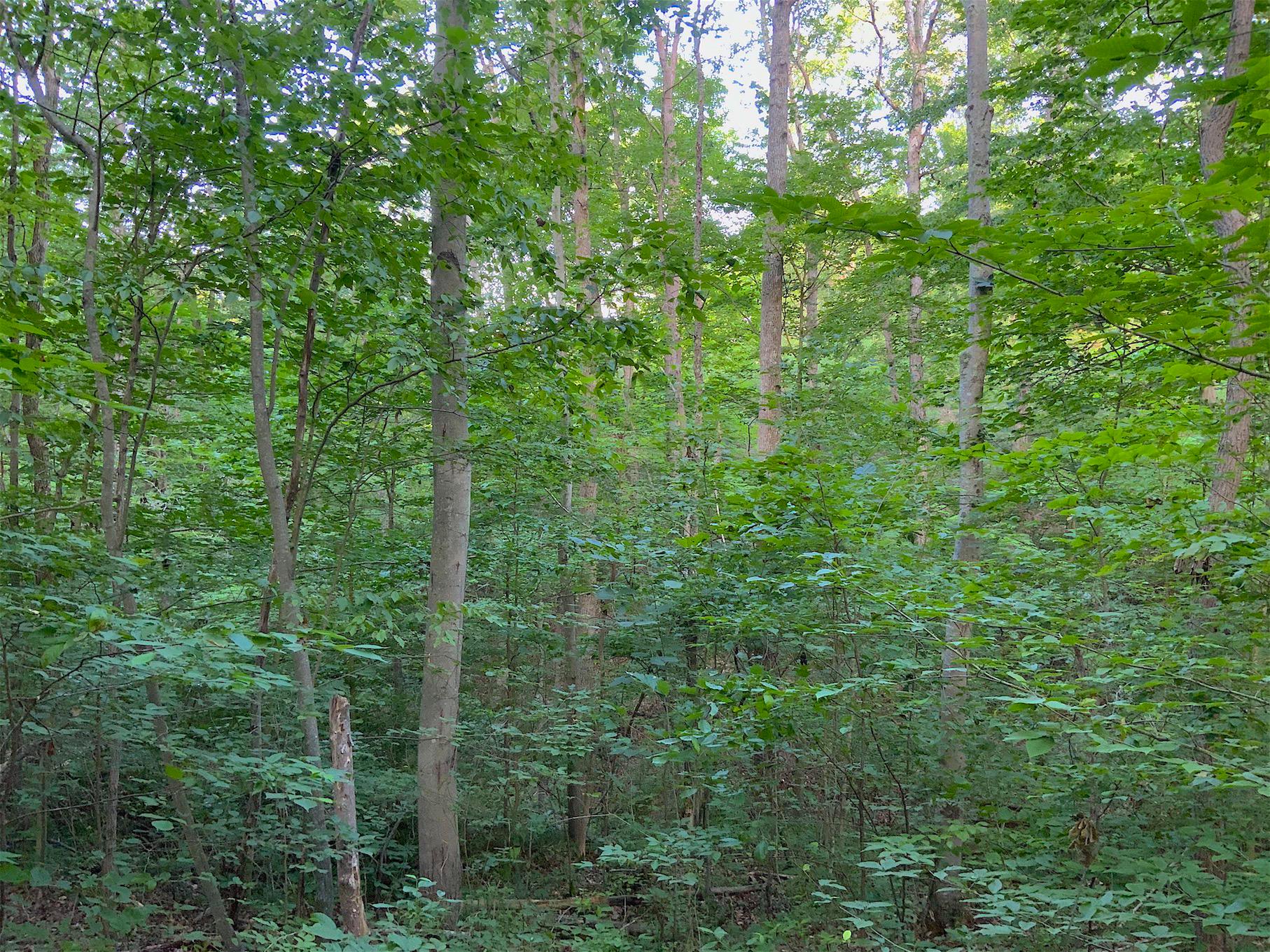 0 Two Mile Run Road Cutler, OH 45724 - Photo 12 of 44 Gallery Image 12