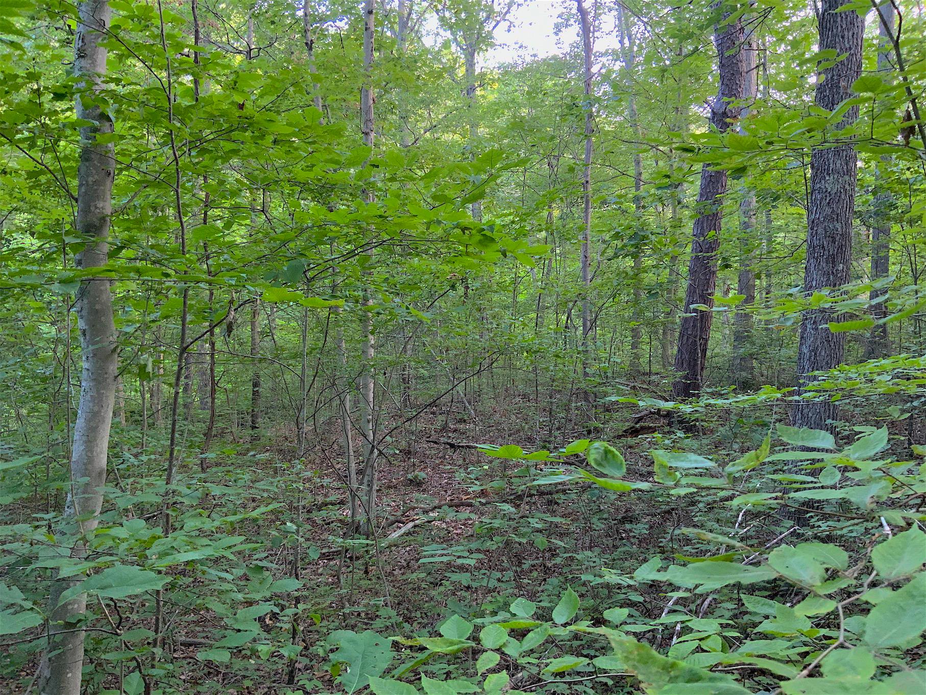 0 Two Mile Run Road Cutler, OH 45724 - Photo 13 of 44 Gallery Image 13