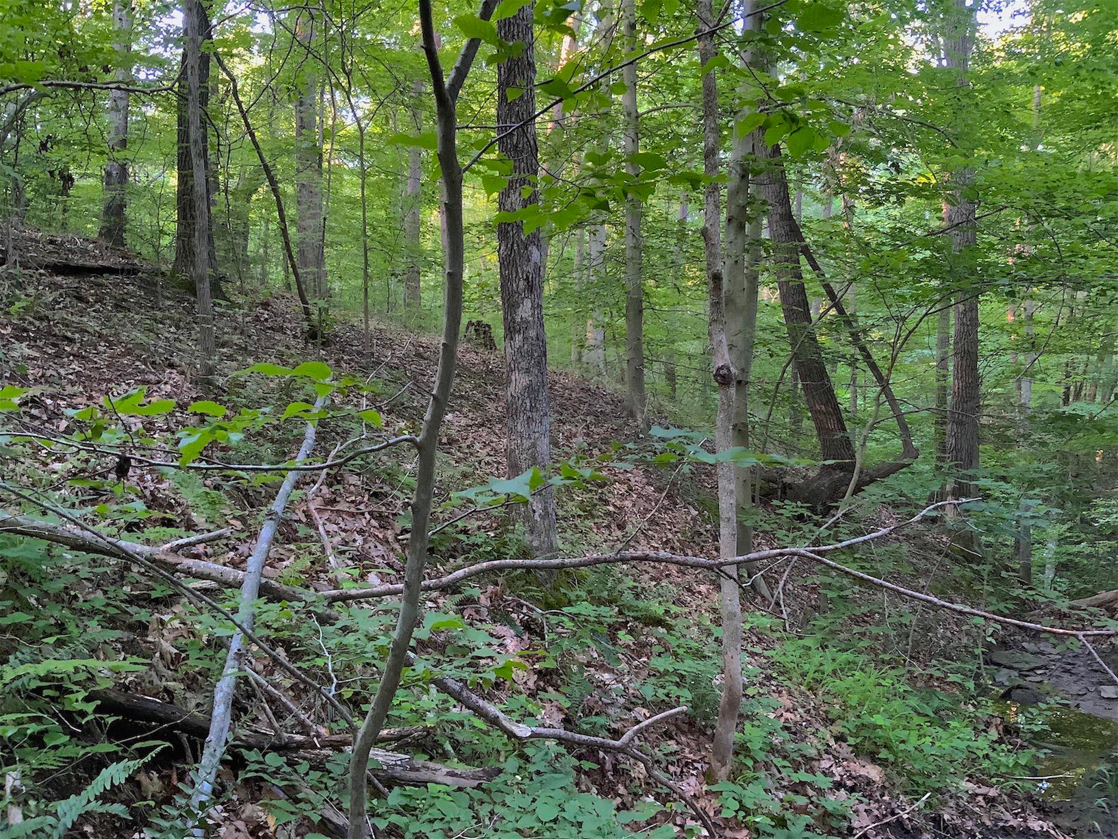 0 Two Mile Run Road Cutler, OH 45724 - Photo 15 of 44 Gallery Image 15