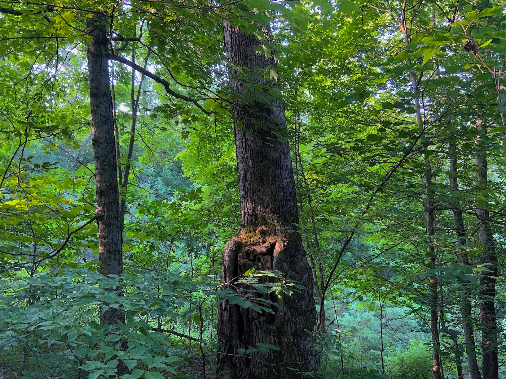 0 Two Mile Run Road Cutler, OH 45724 - Photo 17 of 44 Gallery Image 17