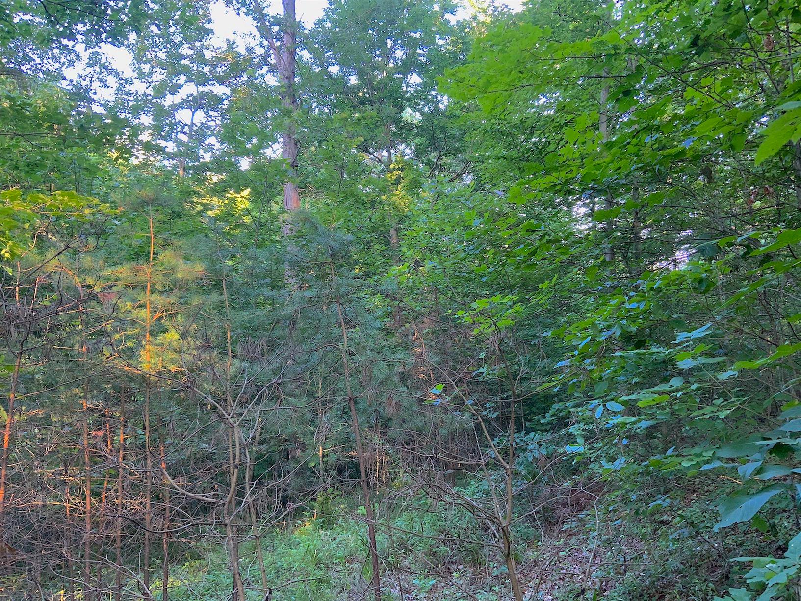 0 Two Mile Run Road Cutler, OH 45724 - Photo 18 of 44 Gallery Image 18