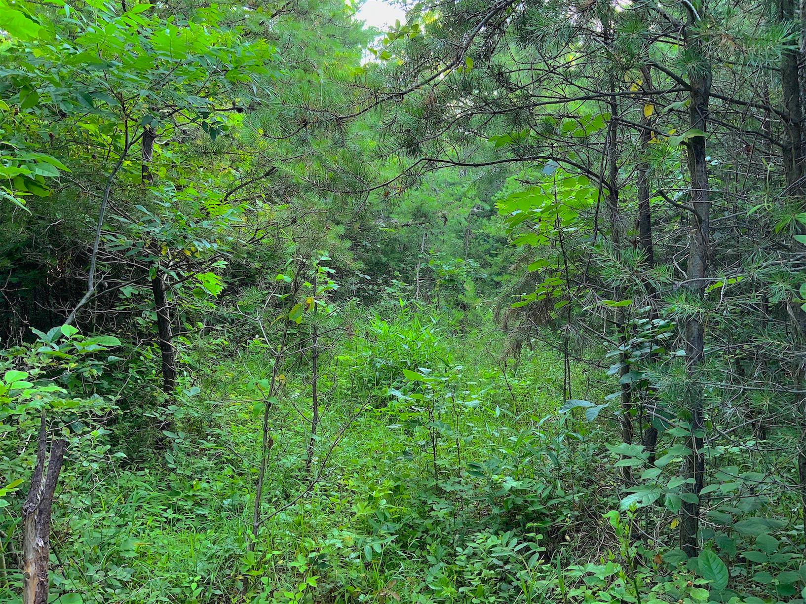 0 Two Mile Run Road Cutler, OH 45724 - Photo 2 of 44 Gallery Image 2