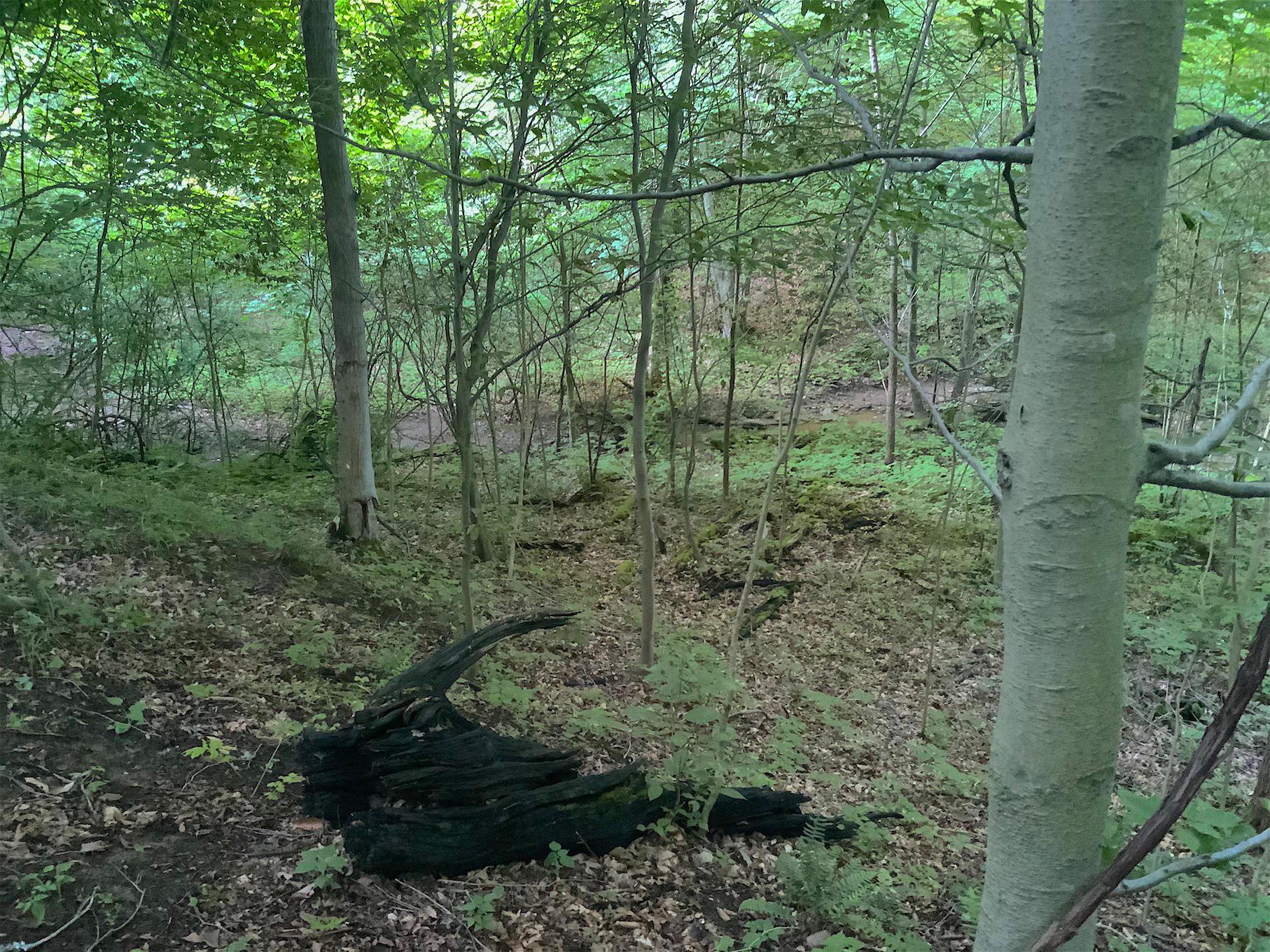 0 Two Mile Run Road Cutler, OH 45724 - Photo 21 of 44 Gallery Image 21