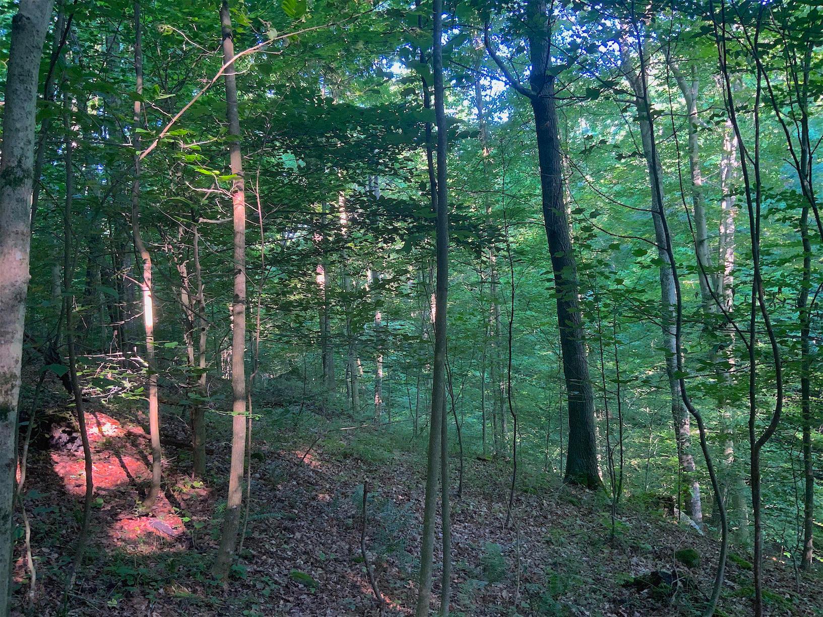 0 Two Mile Run Road Cutler, OH 45724 - Photo 23 of 44 Gallery Image 23