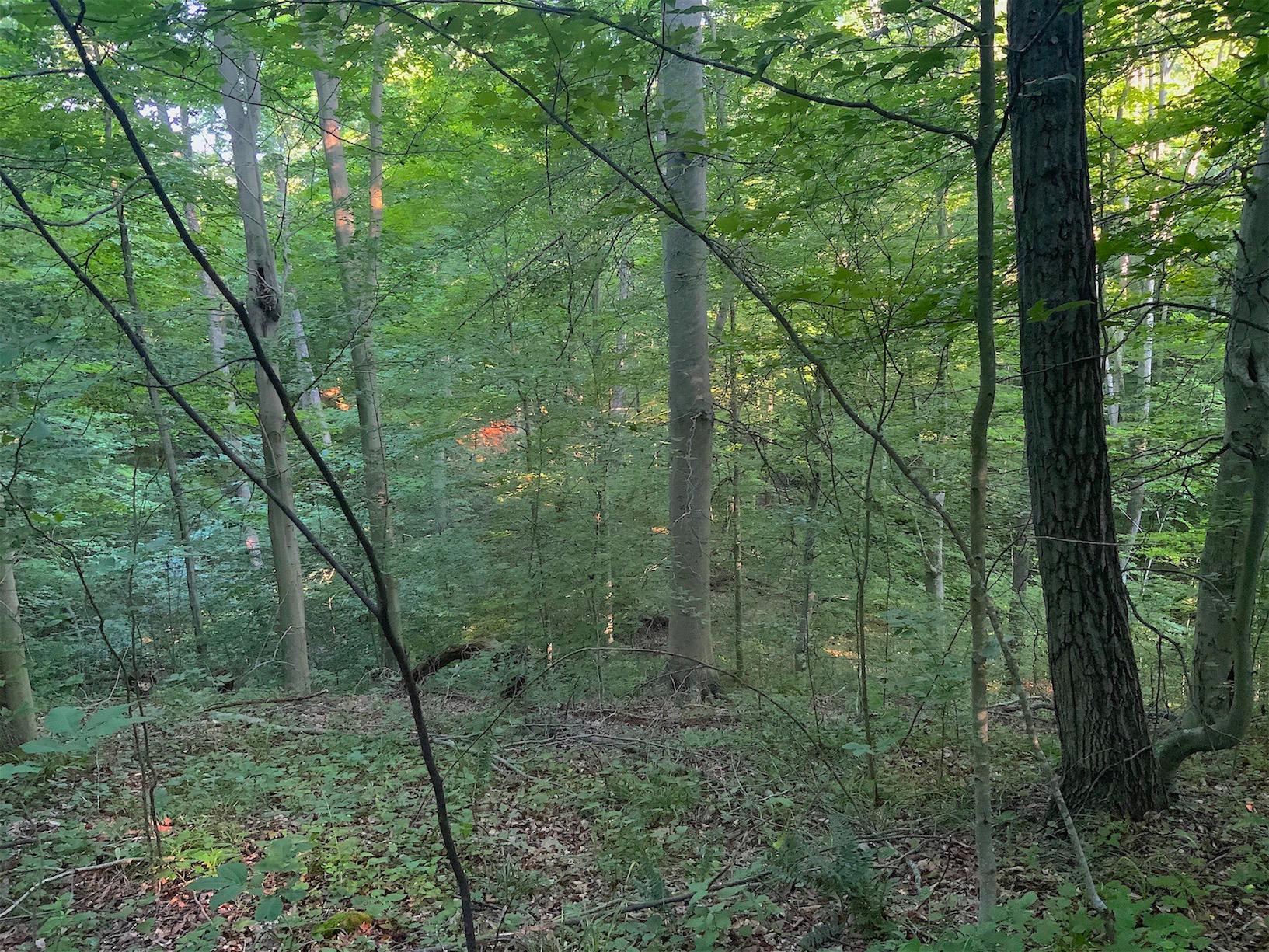 0 Two Mile Run Road Cutler, OH 45724 - Photo 24 of 44 Gallery Image 24