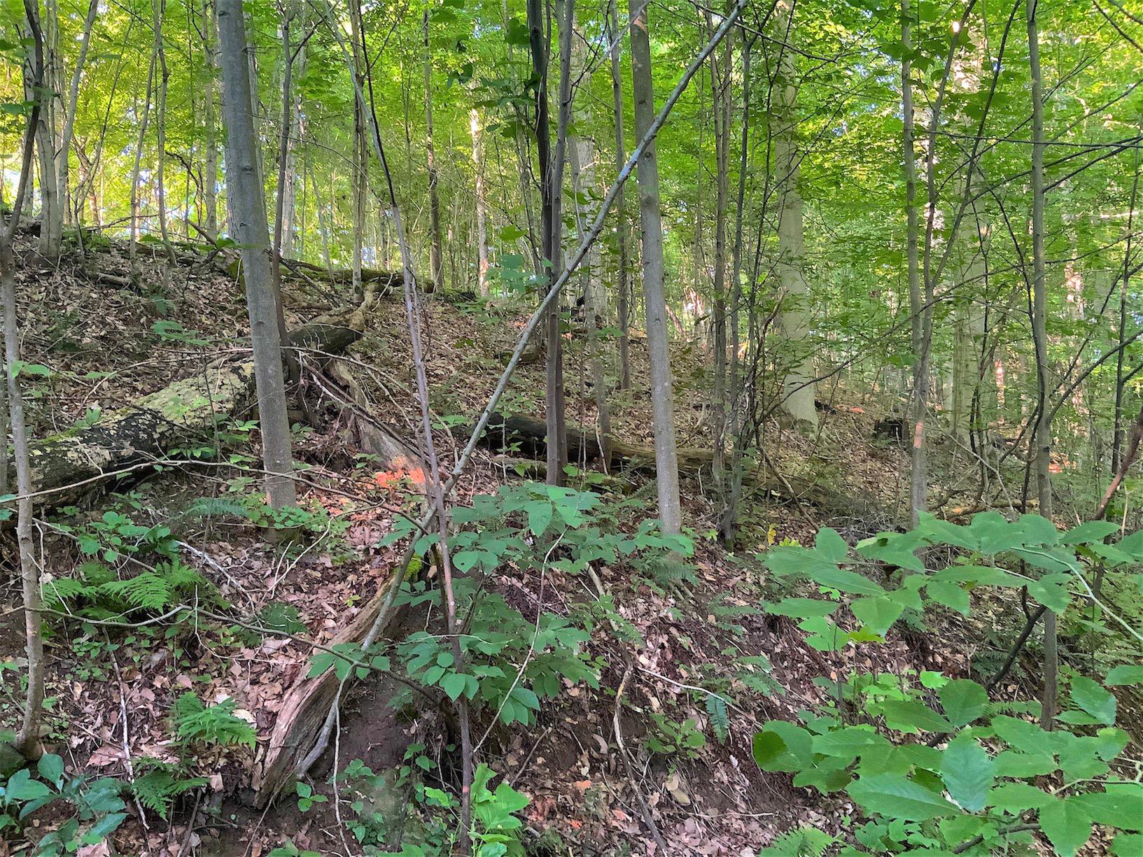 0 Two Mile Run Road Cutler, OH 45724 - Photo 29 of 44 Gallery Image 29