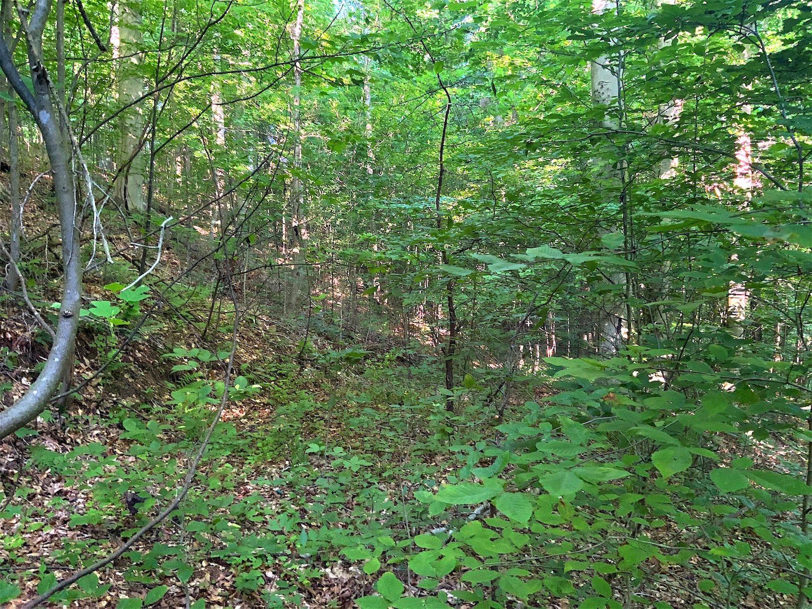 0 Two Mile Run Road Cutler, OH 45724 - Photo 30 of 44 Gallery Image 30