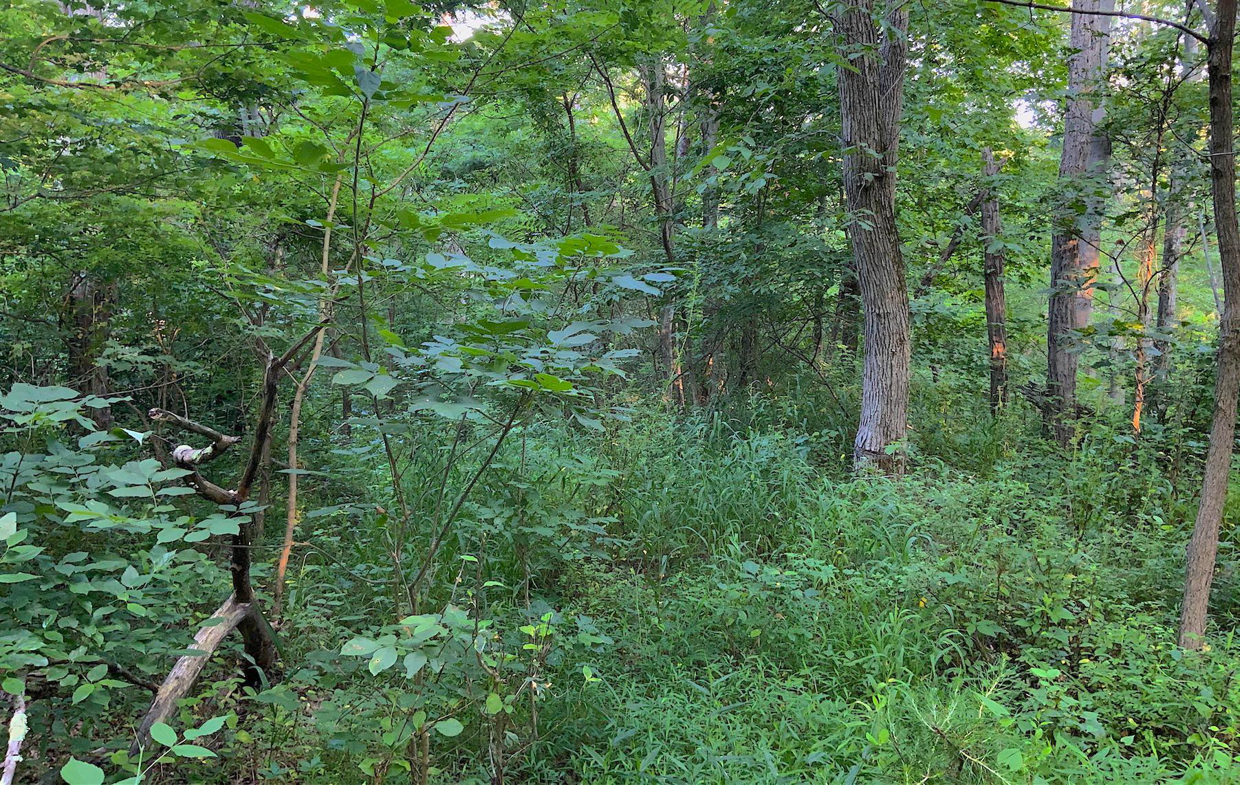 0 Two Mile Run Road Cutler, OH 45724 - Photo 3 of 44 Gallery Image 3