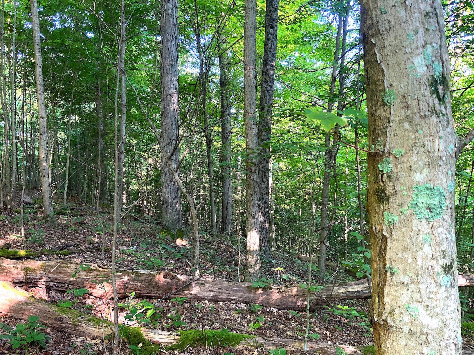 0 Two Mile Run Road Cutler, OH 45724 - Photo 32 of 44 Gallery Image 32