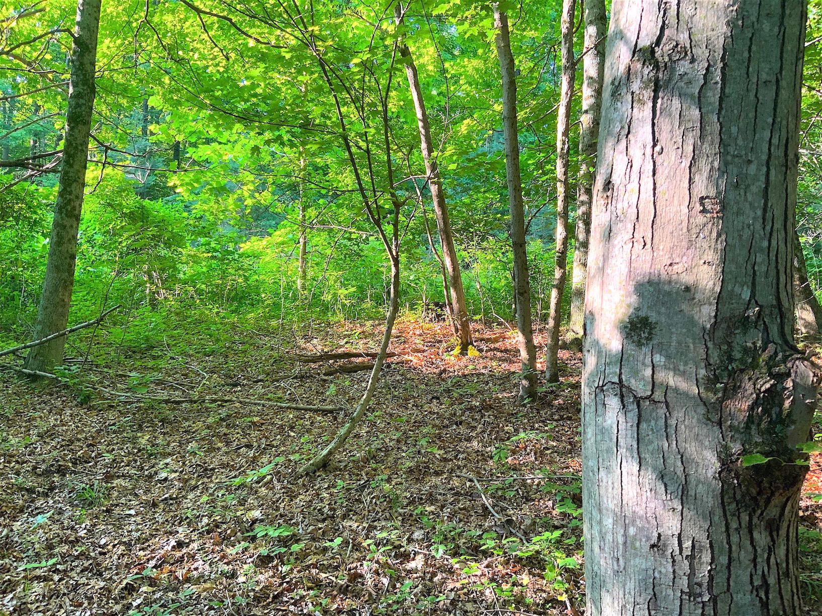 0 Two Mile Run Road Cutler, OH 45724 - Photo 33 of 44 Gallery Image 33