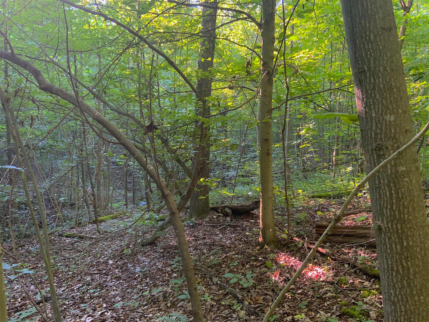 0 Two Mile Run Road Cutler, OH 45724 - Photo 40 of 44 Gallery Image 40