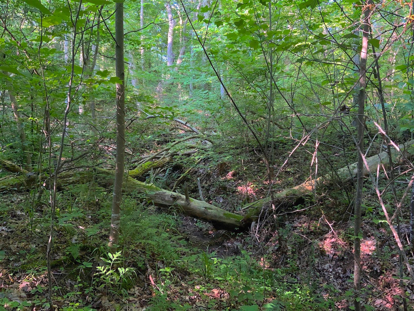 0 Two Mile Run Road Cutler, OH 45724 - Photo 43 of 44 Gallery Image 43