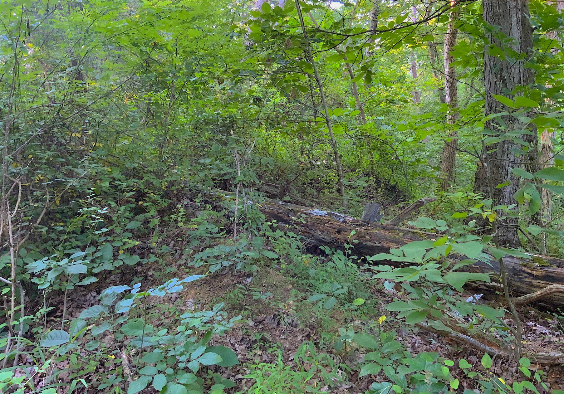 0 Two Mile Run Road Cutler, OH 45724 - Photo 5 of 44 Gallery Image 5