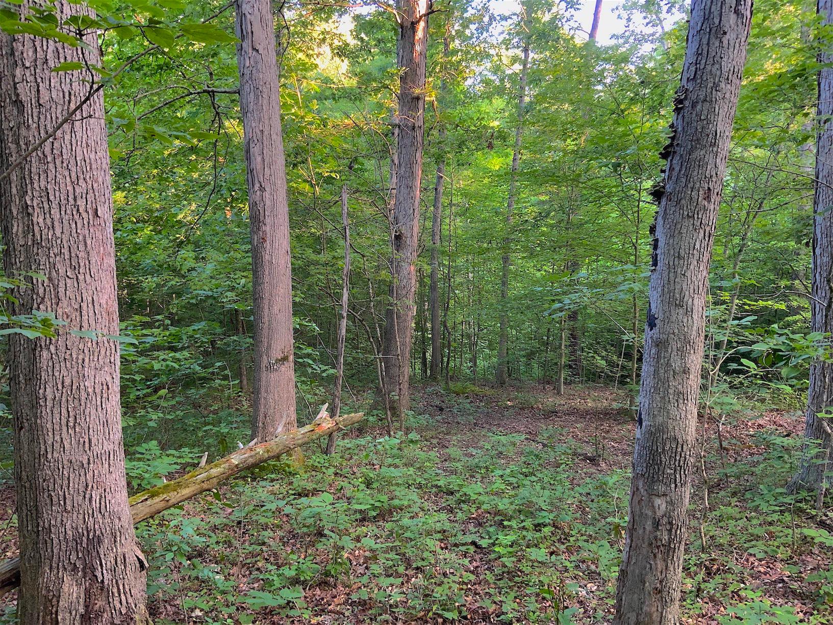 0 Two Mile Run Road Cutler, OH 45724 - Photo 6 of 44 Gallery Image 6