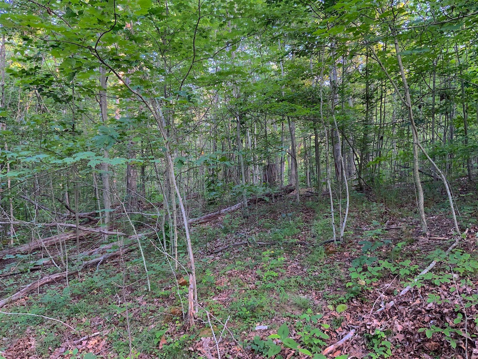 0 Two Mile Run Road Cutler, OH 45724 - Photo 9 of 44 Gallery Image 9
