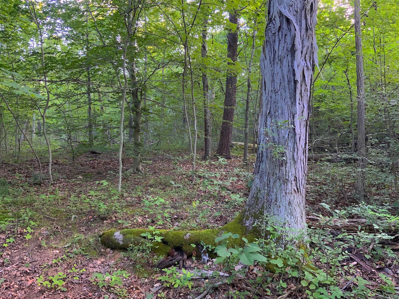 0 Two Mile Run Road Cutler, OH 45724 - Photo 10 of 44 Gallery Image 10