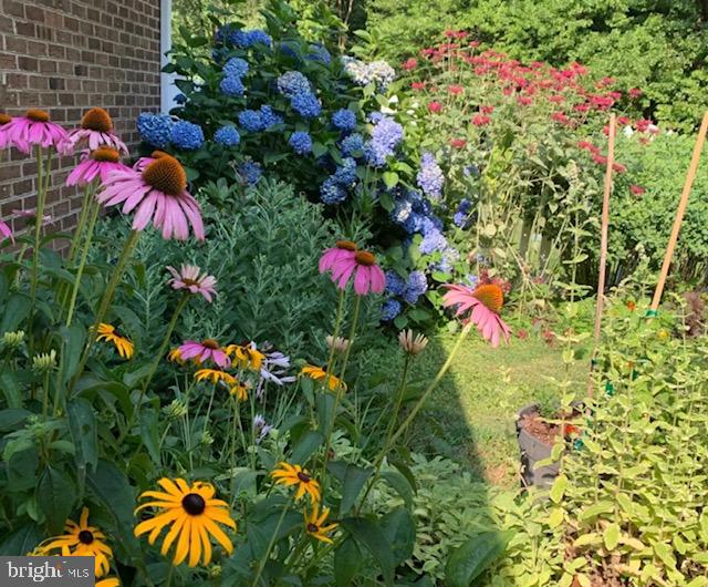 3768 Cobbler Mountain Road Delaplane, VA 20144 - Photo 31 of 47 Just a few of the flowers